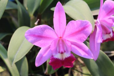 Pembe Phalaenopsis ya da güve dendrobium orkide çiçeği kışın ya da ilkbaharda tropikal bahçe çiçek arkaplanı.