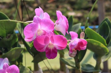Pembe Phalaenopsis ya da güve dendrobium orkide çiçeği kışın ya da ilkbaharda tropikal bahçe çiçek arkaplanı.