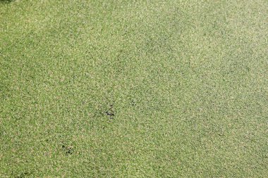 Su yüzeyinde küçük yeşil yosunlar.