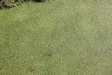 Su yüzeyinde küçük yeşil yosunlar.