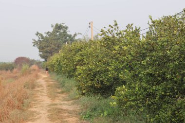 Hasattan önce bitkinin portakalları.