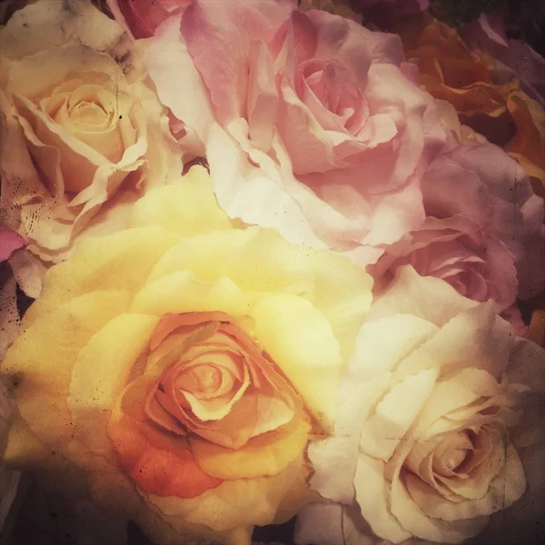 Rose vintage pour fond — Photo