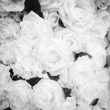 Arka planı için siyah ve beyaz renk gül