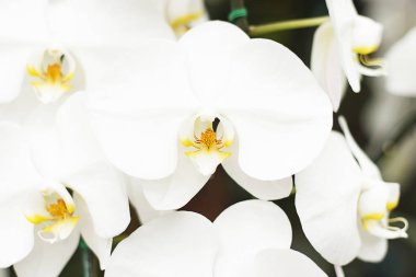 Beyaz phalaenopsis orkide çiçek Close-Up