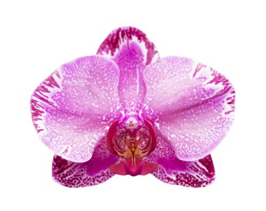 Beyaz izole pembe orkide phalaenopsis Close-Up