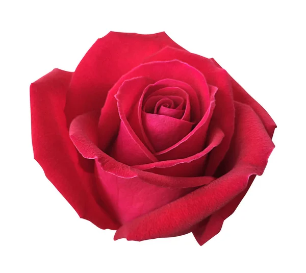 Rosa rossa isolata su sfondo bianco, messa a fuoco morbida e ritaglio — Foto Stock