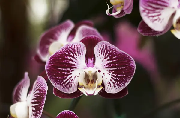 Close-up van roze phalaenopsis orchidee bloem — Stockfoto