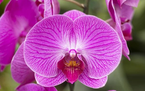 Närbild av rosa phalaenopsis orkidé blomma — Stockfoto