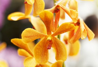 Turuncu orkide çiçek Close-Up