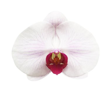Pembe beyaz orkide phalaenopsis beyaz izole Close-Up