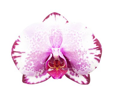 Beyaz izole pembe orkide phalaenopsis Close-Up