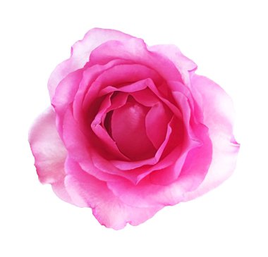 Pembe Gül beyaz arka plan üzerinde yumuşak odak izole