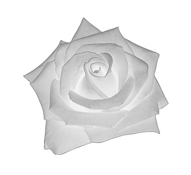 Gri gül beyaz arka plan, yumuşak odak ve kırpma izole 