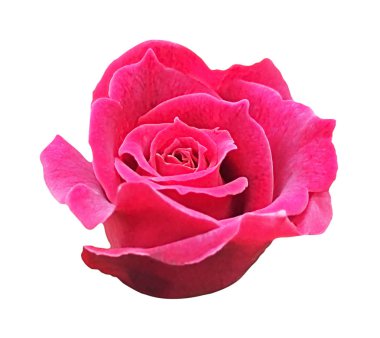 Beyaz arka plan, yumuşak odak ve kırpma p izole kırmızı gül