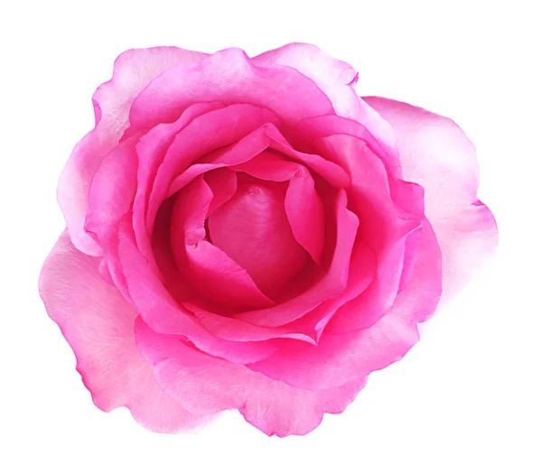 粉色的玫瑰，白色背景，软焦点和剪裁上孤立 — 图库照片