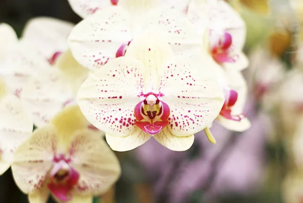 Zbliżenie: kwiat żółty różowy phalaenopsis orchid — Zdjęcie stockowe