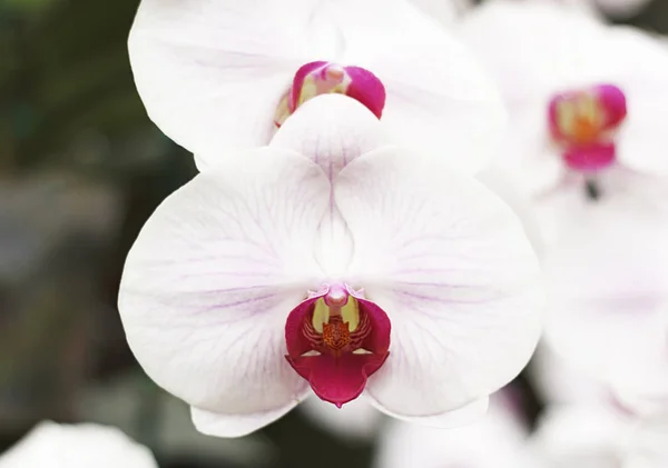 Pembe Beyaz phalaenopsis orkide çiçek Close-Up — Stok fotoğraf