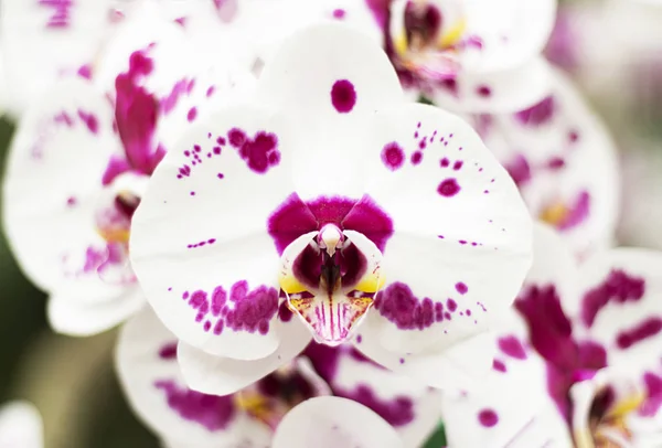 Nahaufnahme einer rosa weißen Phalaenopsis-Orchideenblume — Stockfoto