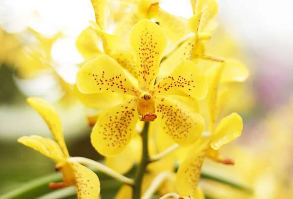 Sarı phalaenopsis orkide çiçek Close-Up — Stok fotoğraf