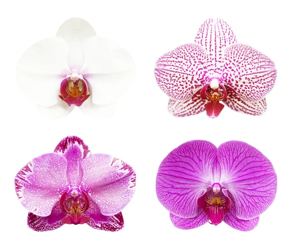 Collection close-up d'orchidée isolée sur fond noir blanc et — Photo