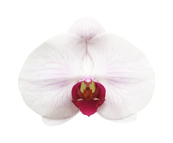 Gros plan de phalénosis d'orchidée blanche rose isolé sur blanc — Photo