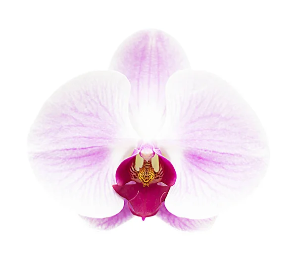 Primo piano del phalaenopsis bianco rosa del orchid isolato su bianco — Foto Stock