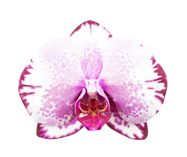 Gros plan de phalaenopsis d'orchidée rose isolé sur blanc — Photo