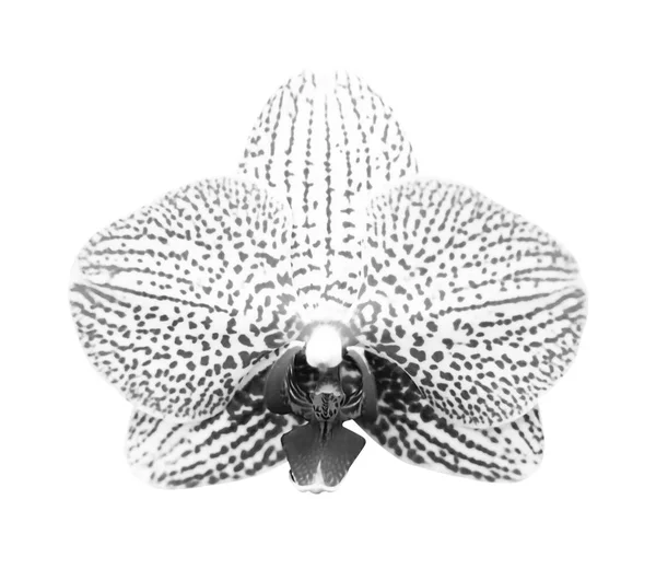 Primer plano de la phalaenopsis gris de la orquídea aislada en blanco — Foto de Stock