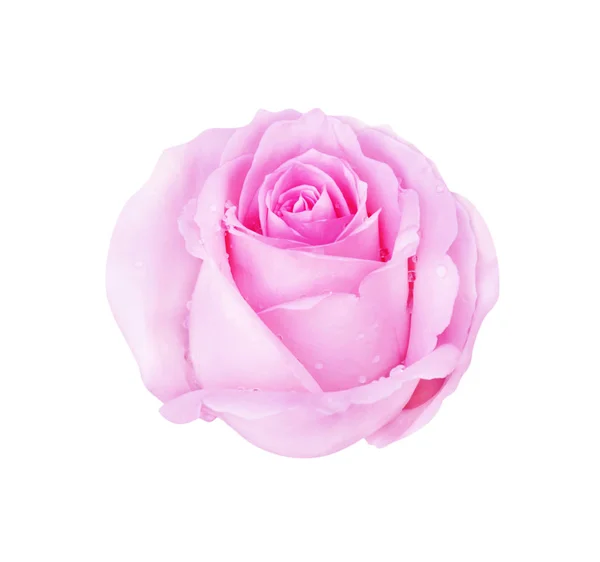 Розовая роза изолированы на белом фоне и капли воды, обрезка — стоковое фото