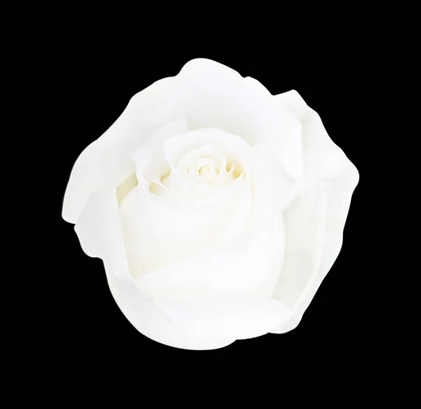 Rosa bianca isolata su sfondo nero, messa a fuoco morbida e ritaglio — Foto Stock