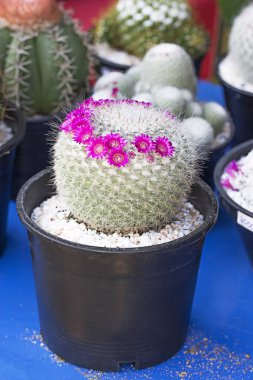 Güzel kaktüs ve pembe çiçek