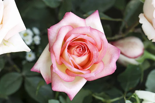 Rosa rosa fiore in giardino — Foto Stock