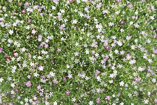 Gypso bloem in de tuin voor achtergrond — Stockfoto