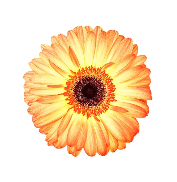 Oranžový chryzantémách na bílém pozadí a oříznutí pat — Stock fotografie