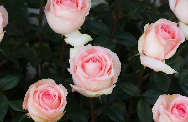 Rosa Rosenblüte im Garten. Weicher Fokus — Stockfoto