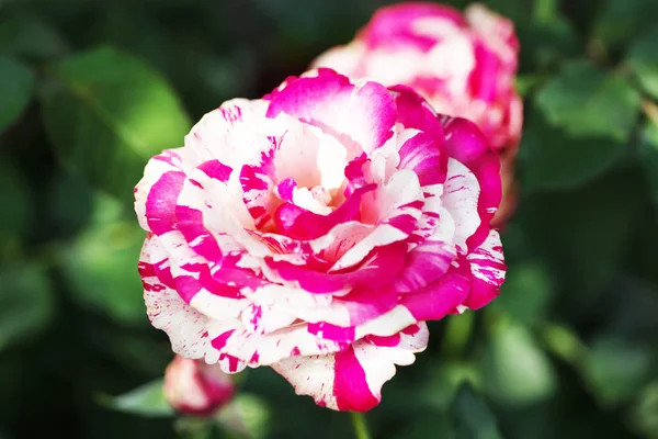 Rosa y rosa blanca en el jardín — Foto de Stock