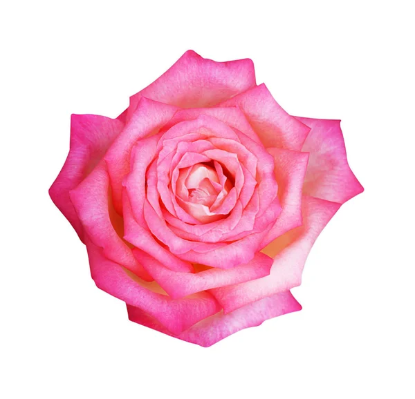 在花园里的粉红色玫瑰花。软焦点 — 图库照片