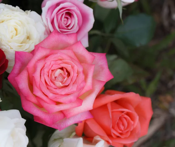 Rosa ros blomma i trädgården. Mjukt fokus — Stockfoto