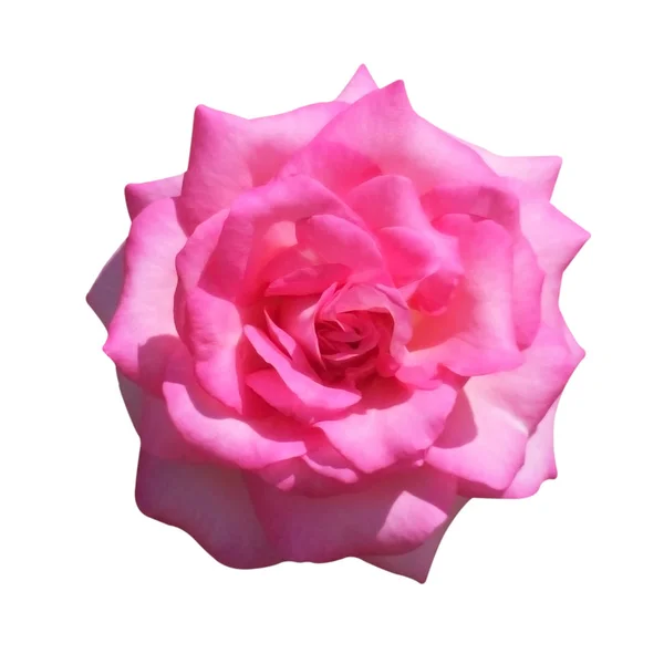 Rosa rosa isolado no fundo branco, foco suave e recorte — Fotografia de Stock