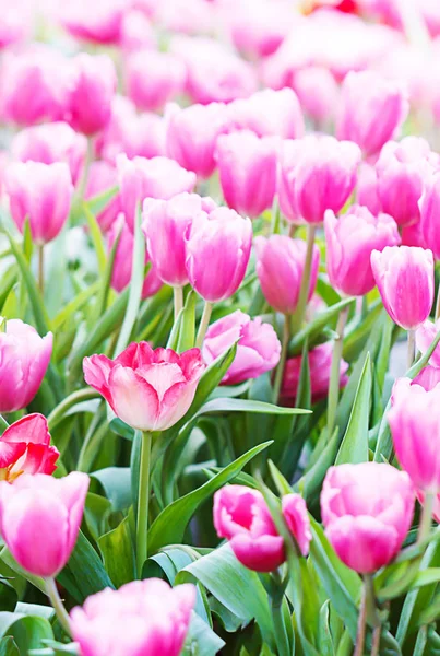 Pink tulips flower in the garden. Soft focus — Stock Photo, Image