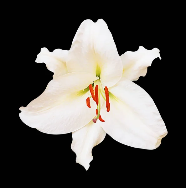 White lilly isolated on black background, clipping path — Stock Photo, Image