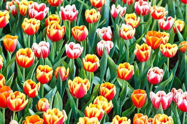 Colorful tulips flower in the garden. Soft focus — Stock Photo, Image