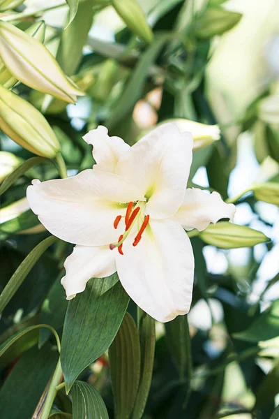 White lilly flower in the garden. Soft focus — Stock Photo, Image