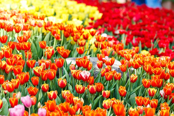 Colorful tulips flower in the garden — Stock Photo, Image