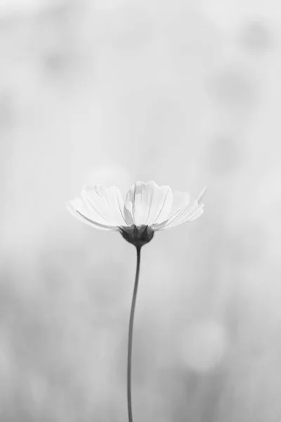 Cosmos flower black and white color and empty space.