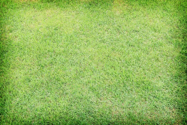 Зеленая Текстура Свежей Травы Фон Вашего Дизайна Пограничной Тени — стоковое фото