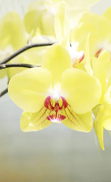 Hermosa Orquídea Amarilla Jardín —  Fotos de Stock