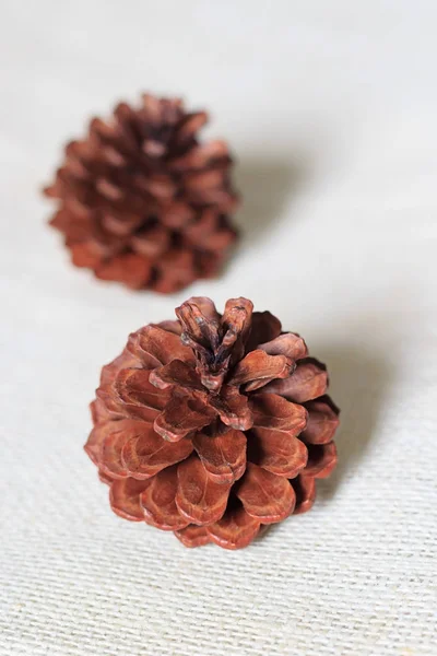 Pine Cones White Sackcloth — Stock Photo, Image