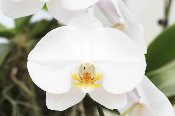 Mooie witte orchidee in de tuin — Stockfoto