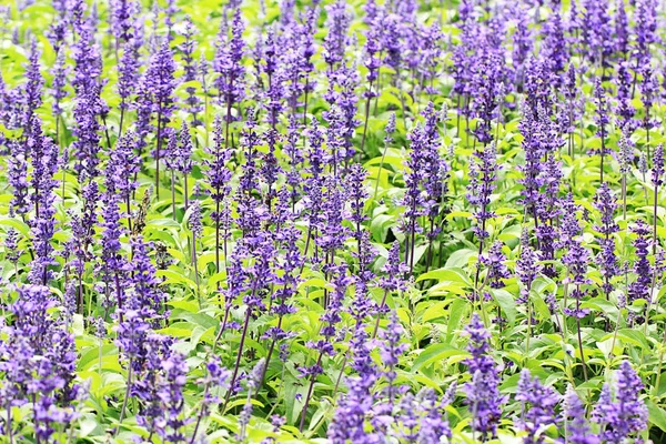 Salvia Farinacea Flowers Blooming Garden — Stock Photo, Image